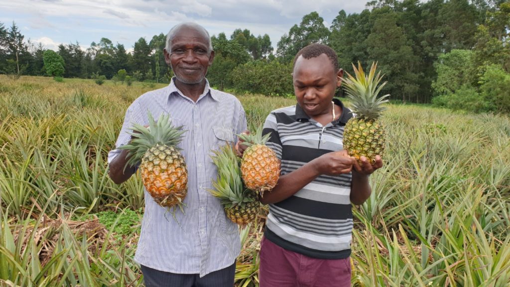 Two men in a field holding pinapples